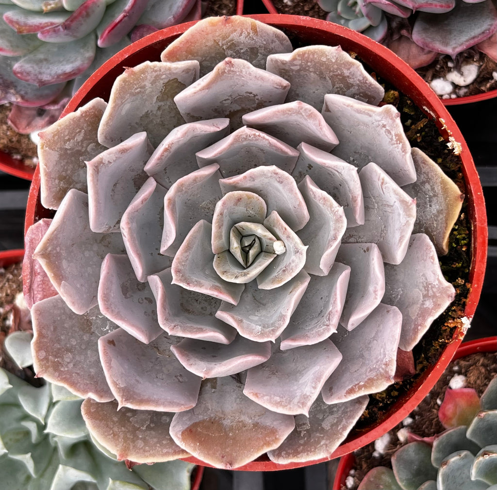 Echeveria Pollux