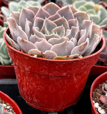 Echeveria Pollux