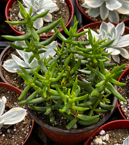 Crassula Tetragona