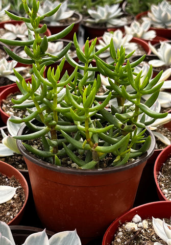 Crassula Tetragona