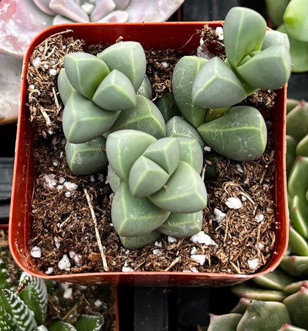 Ice Plant Corpuscularia Lehmannii