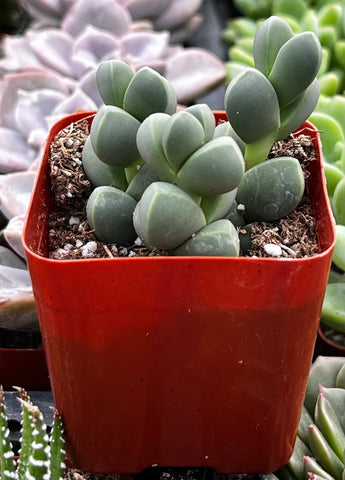 Ice Plant Corpuscularia Lehmannii