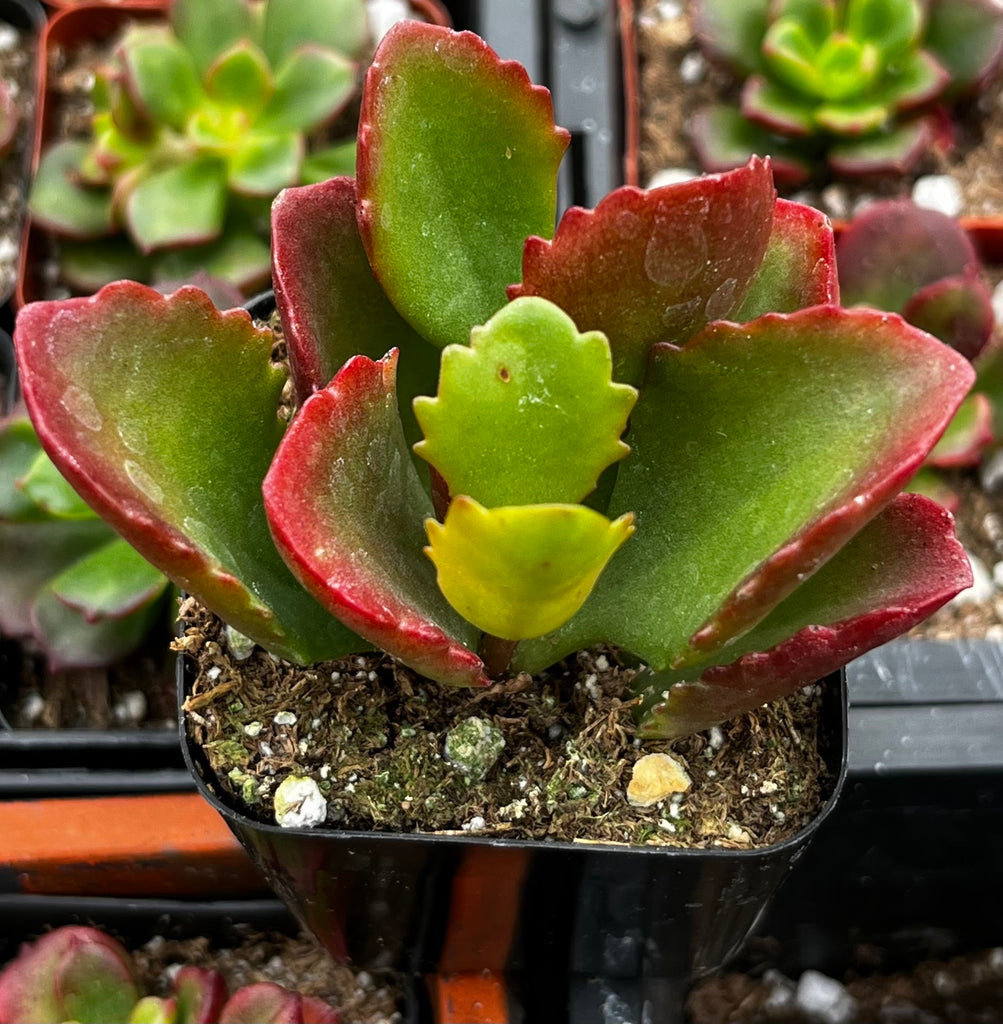 Kalanchoe Longiflora