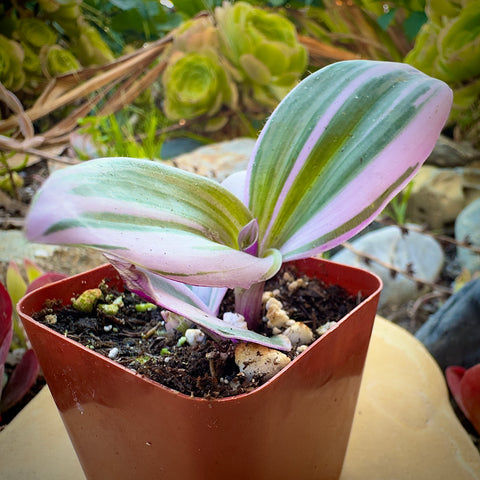 Tradescantia Zebrina