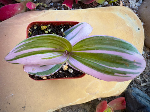 Tradescantia Zebrina