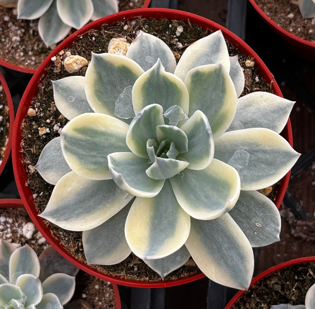 Orostachys Fuji