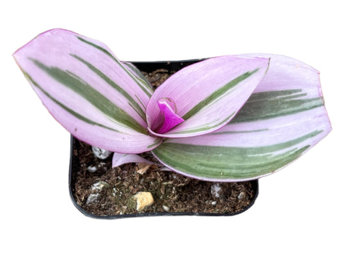 Tradescantia Zebrina