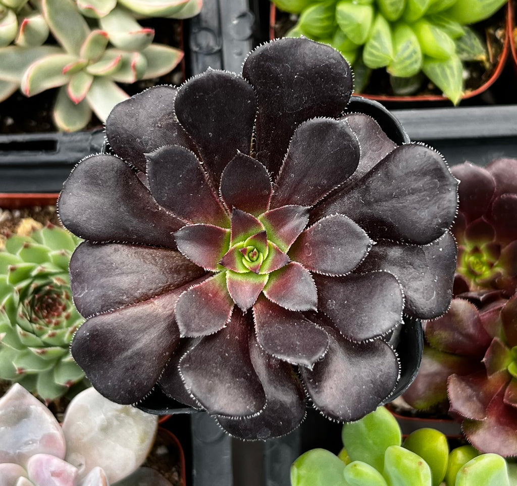 Aeonium Black Rose Zwartkop