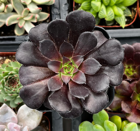 Aeonium Black Rose Zwartkop