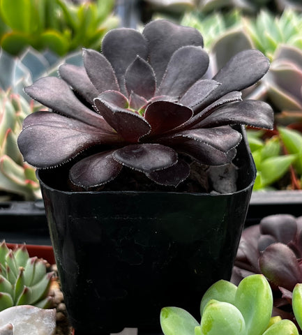 Aeonium Black Rose Zwartkop