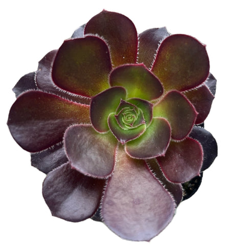 Aeonium Black Rose Zwartkop