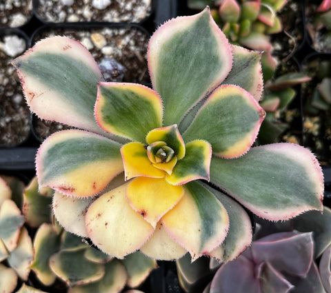 Aeonium Sunburst