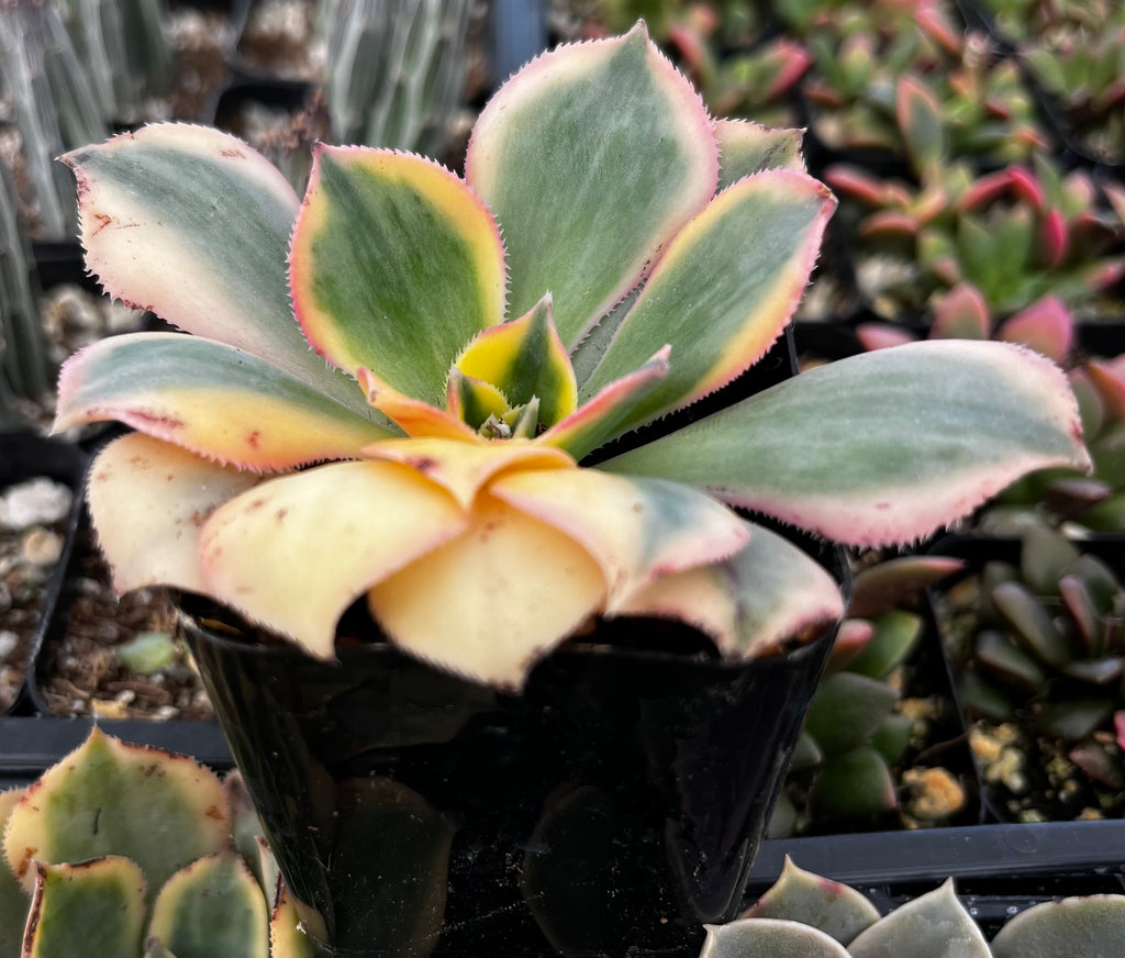 Aeonium Sunburst