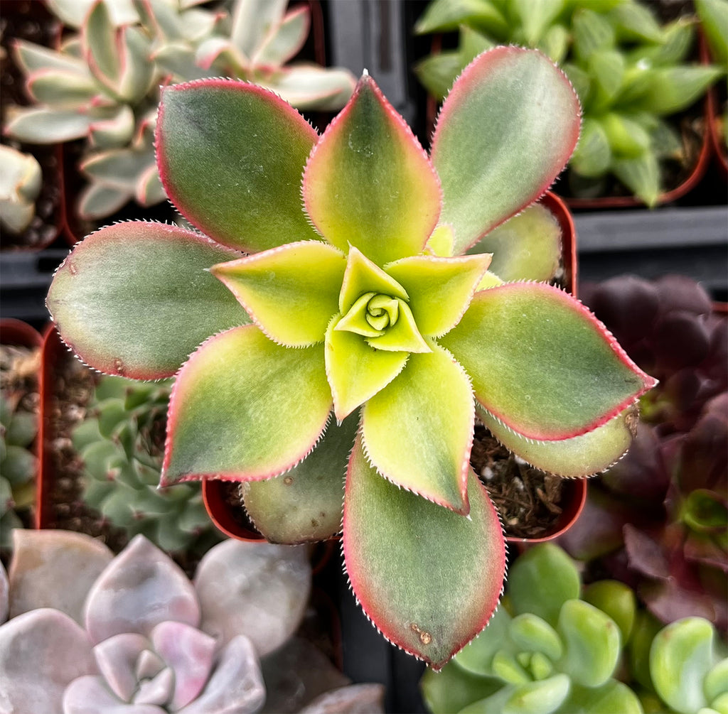 Aeonium Kiwi