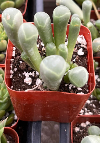 Baby Toes Succulent