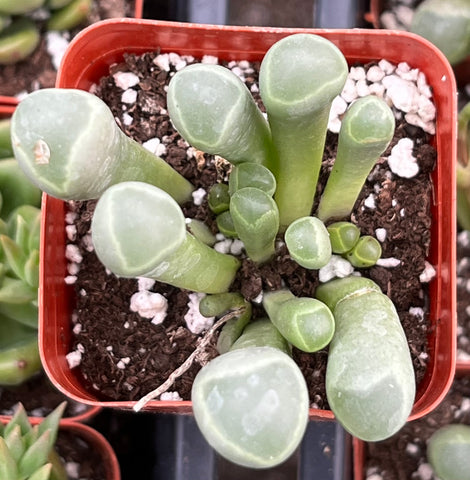 Baby Toes Succulent