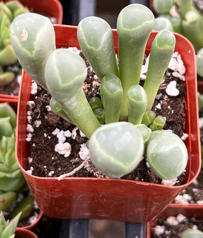 Baby Toes Succulent