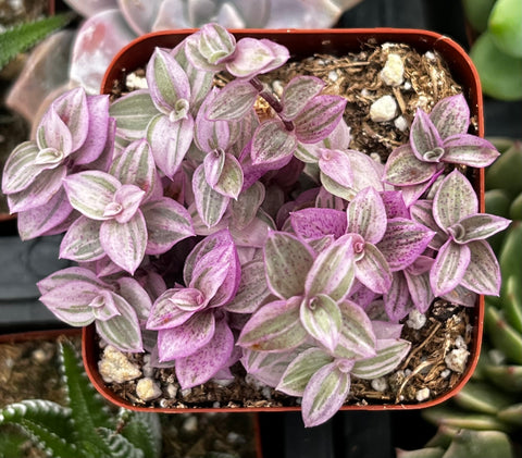 Callisia Repens Pink Lady Turle Vine