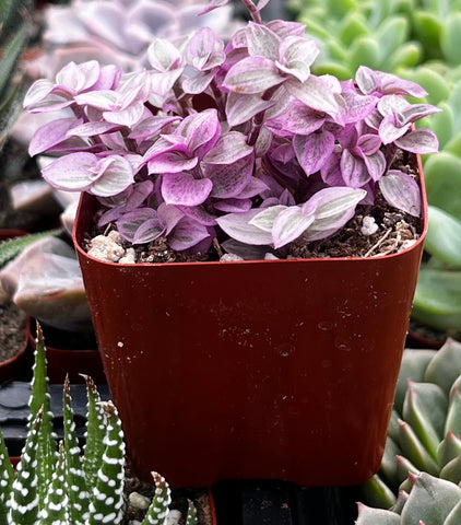 Callisia Repens Pink Lady Turle Vine