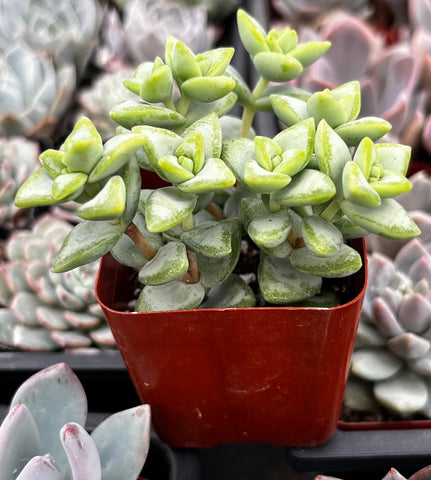 Crassula Rupestris