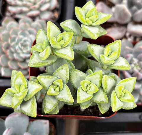 Crassula Rupestris