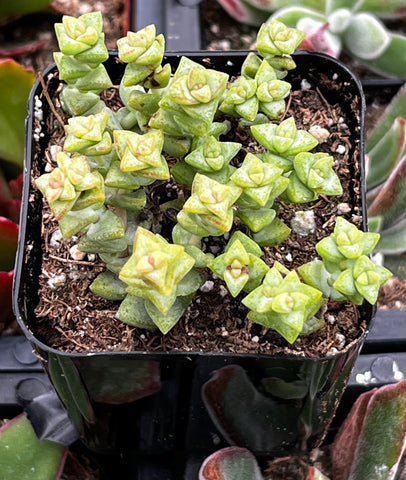 Crassula Tom Thumb