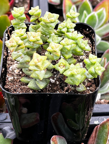 Crassula Tom Thumb