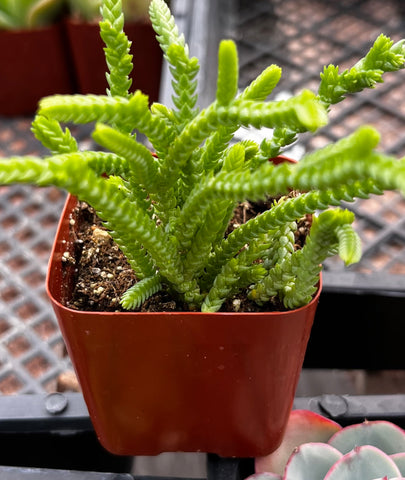 Crassula Watch Chain