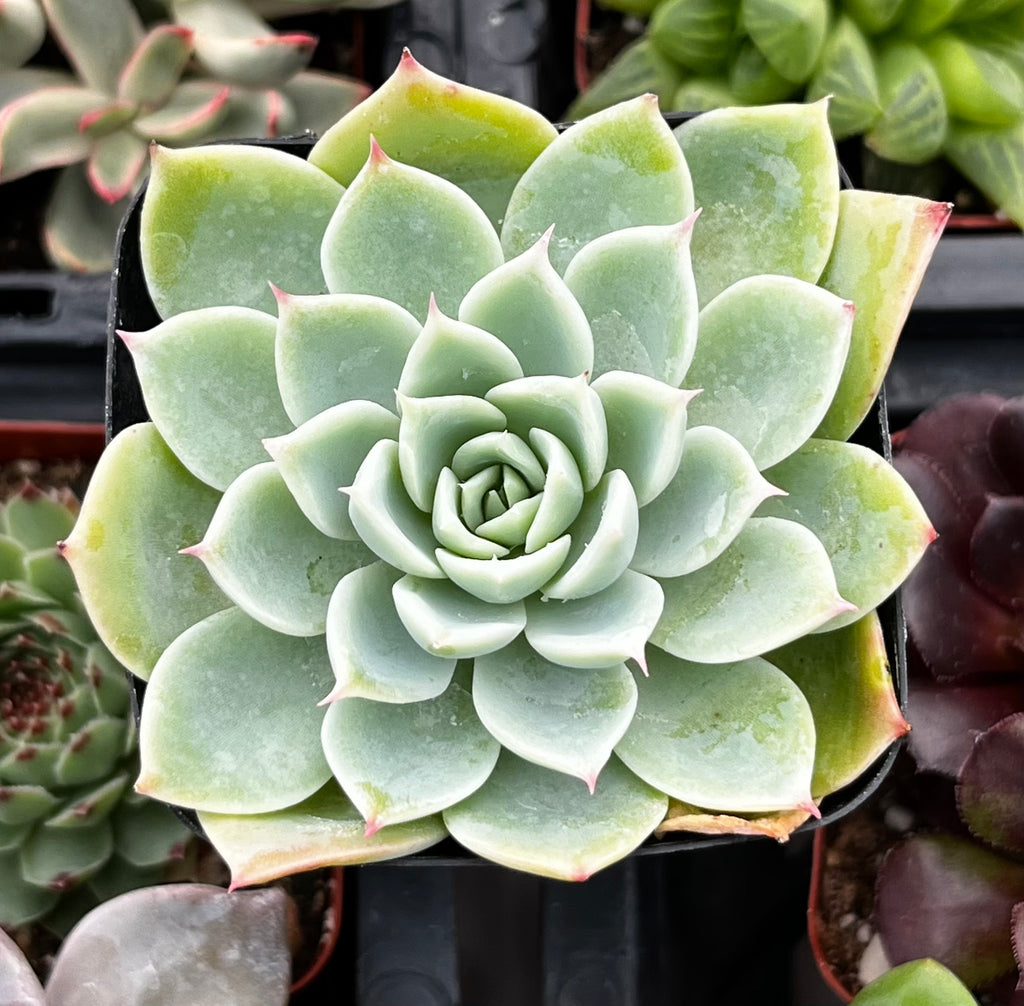 Echeveria Blue Atoll