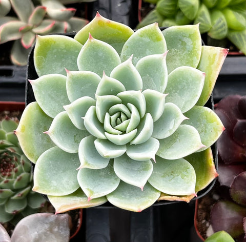 Echeveria Blue Atoll