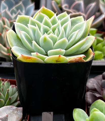 Echeveria Blue Atoll