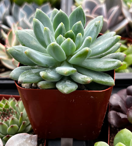 Echeveria Sedeveria Blue Elf