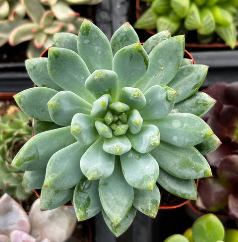 Echeveria Sedeveria Blue Elf