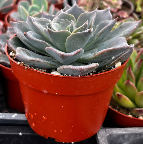 Echeveria Blue Prince