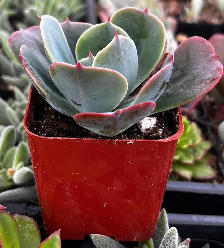 Echeveria Blue Sky