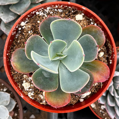 Echeveria Blue Sky