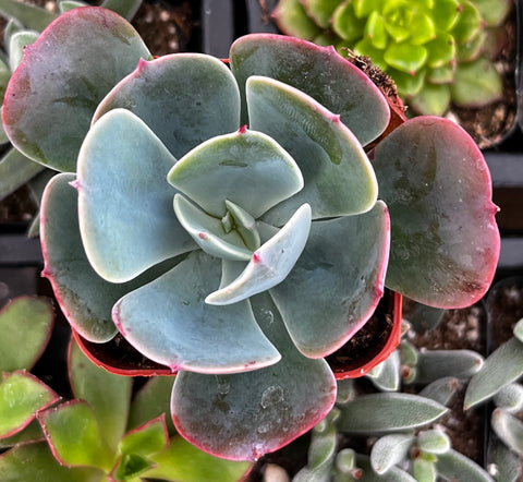 Echeveria Blue Sky