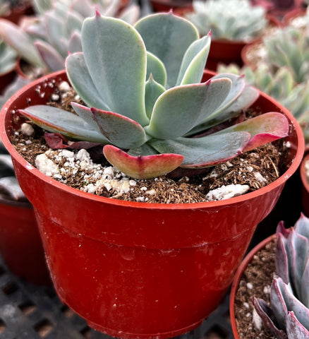 Echeveria Blue Sky