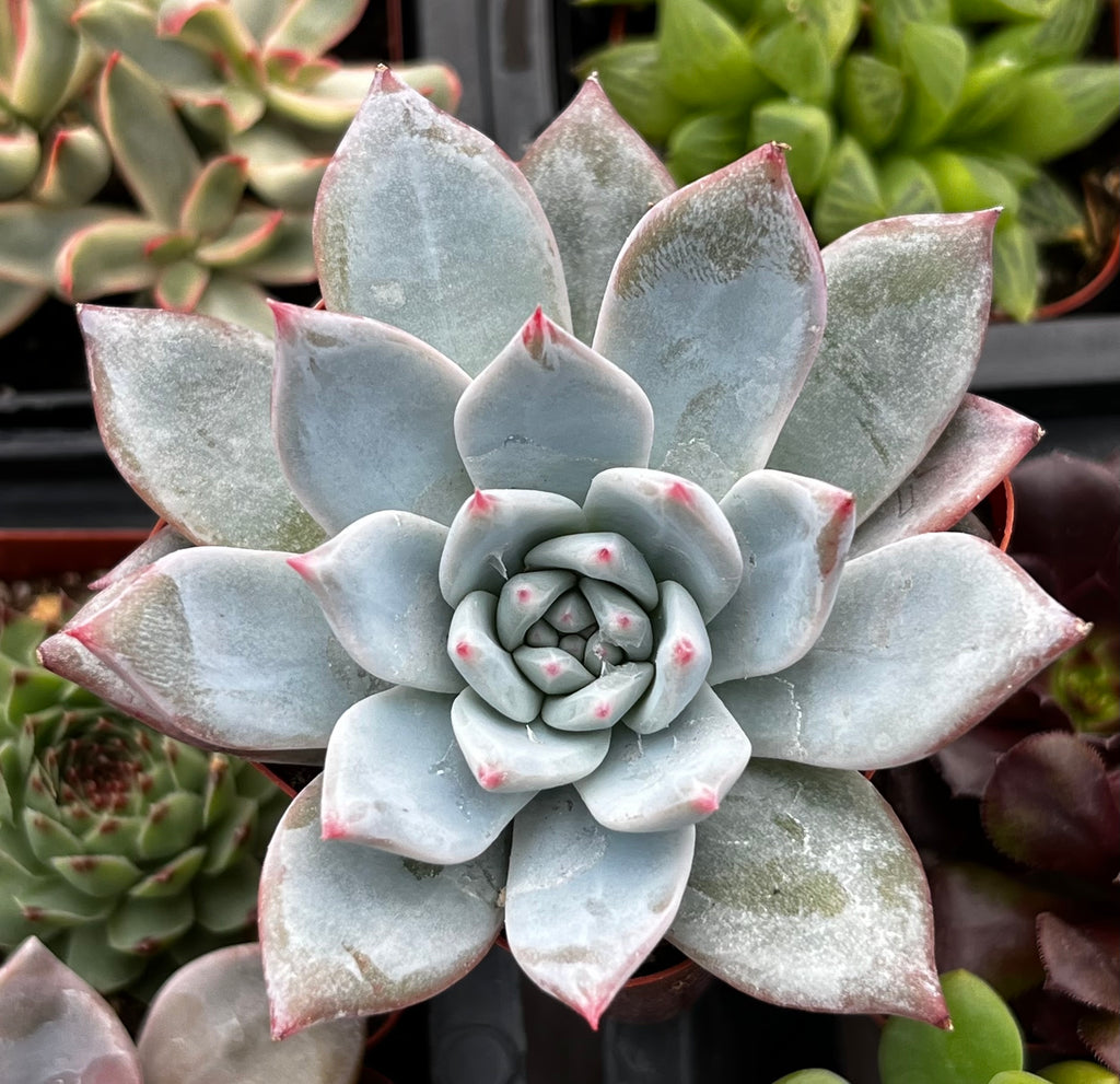 Echeveria Cat's Claw