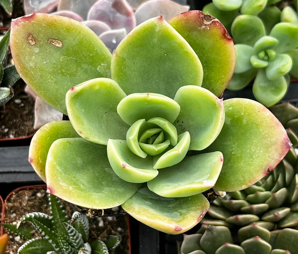 Echeveria Golden Glow