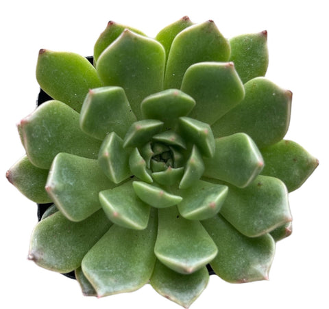 Echeveria Green Wheel