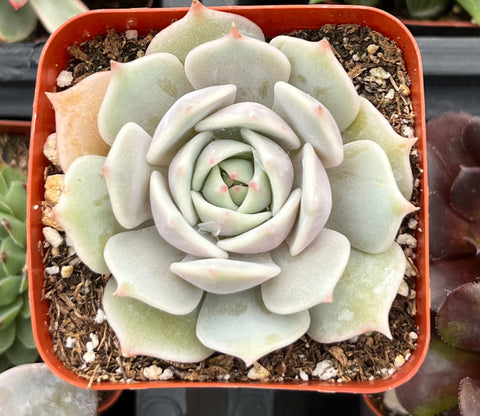 Echeveria Lola