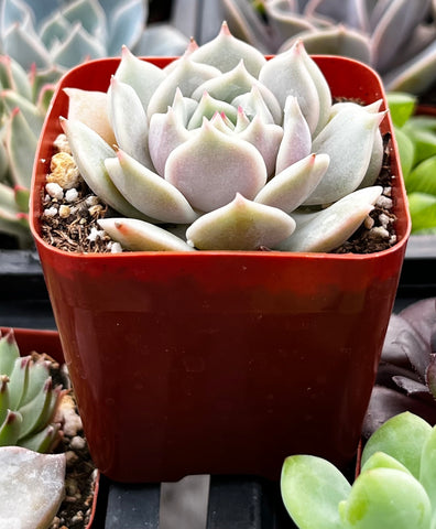 Echeveria Lola