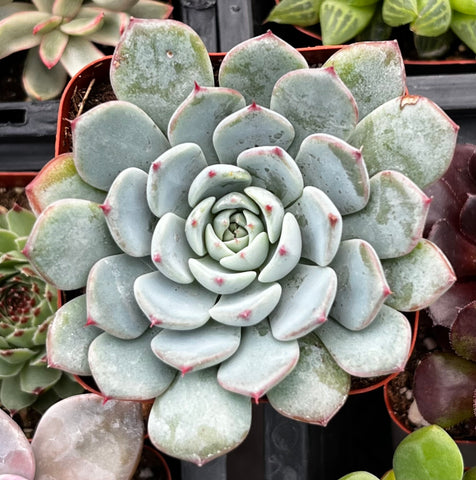 Echeveria Minima Blue Rosette