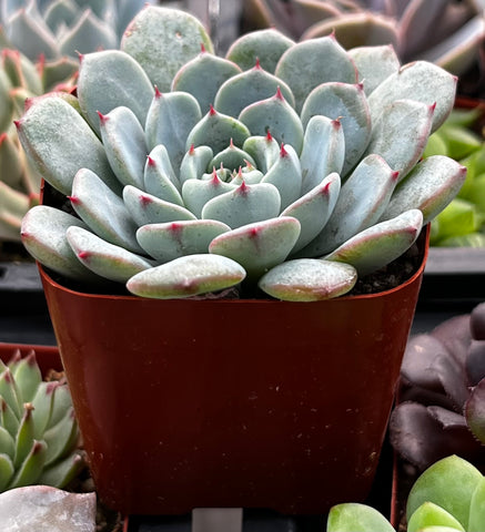 Echeveria Minima Blue Rosette