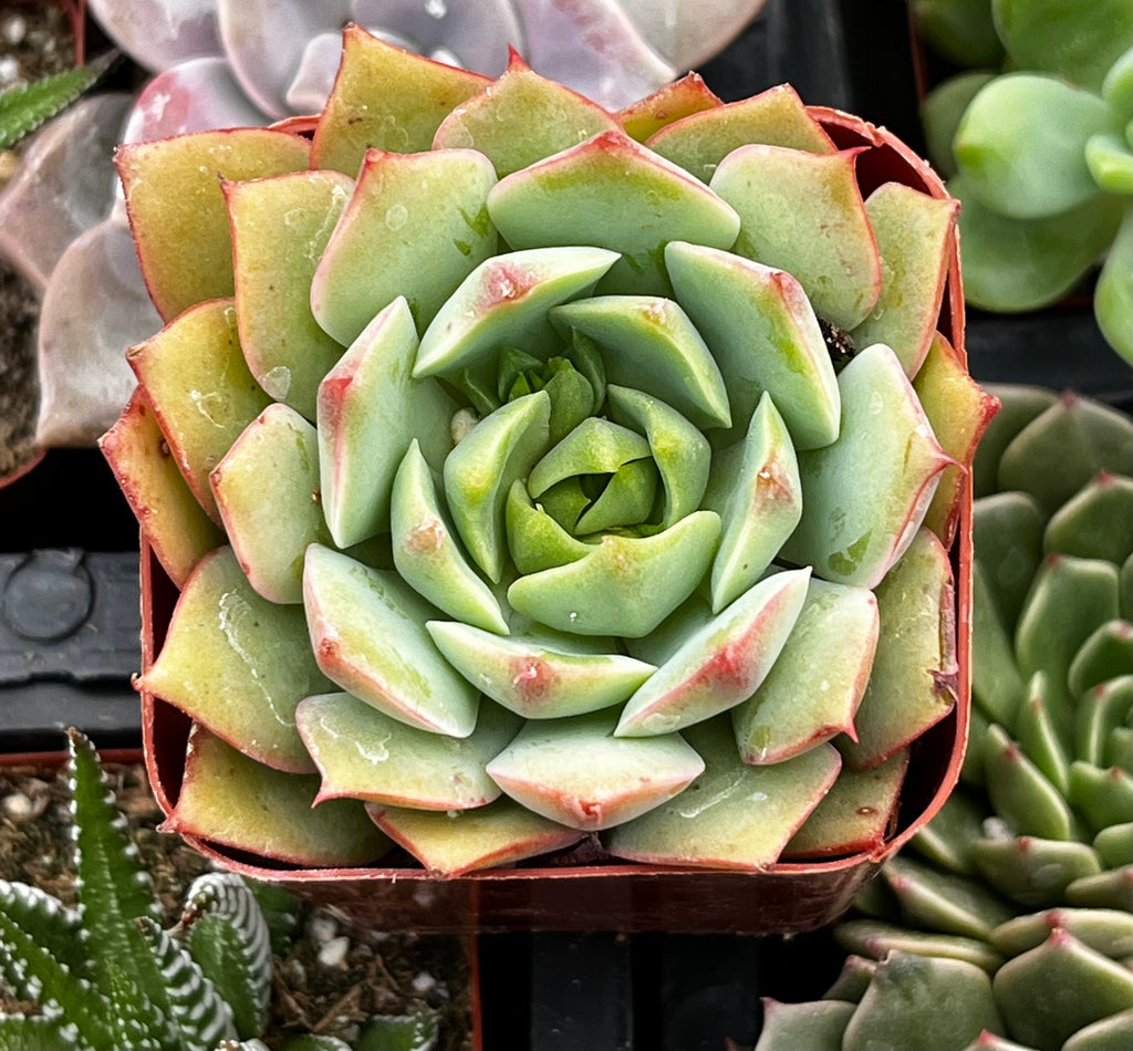 Echeveria Ramillette