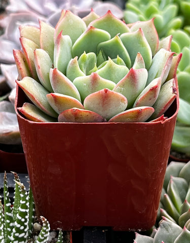 Echeveria Ramillette