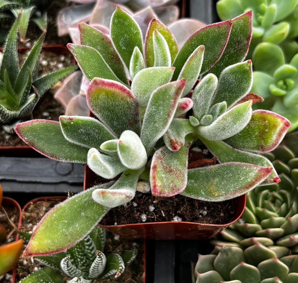 Echeveria Ruby Slipper