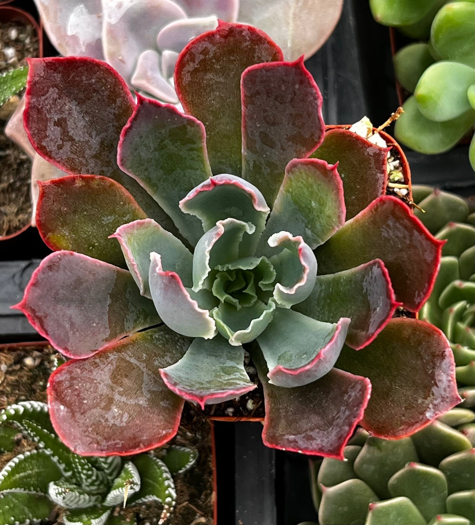 Echeveria Neon Breaker