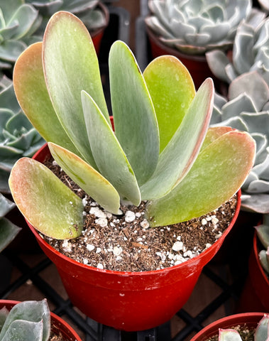 Flapjack Kalanchoe